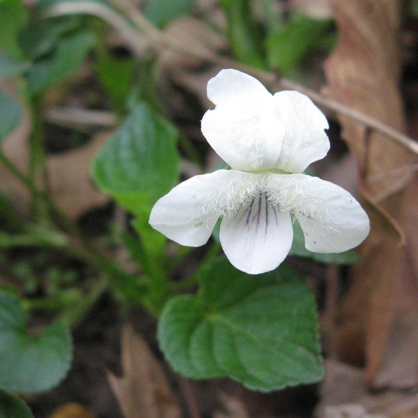 Striped Cream Violet