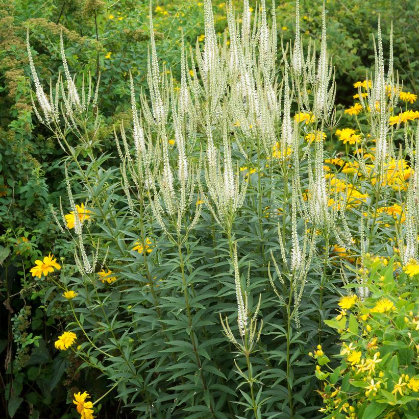 Culver’s Root