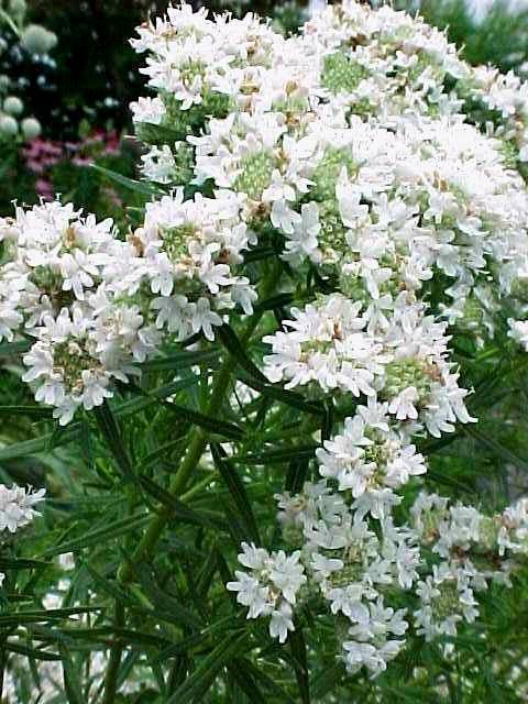 Slender Mountain Mint