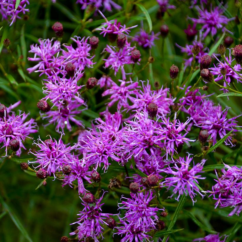 Southern Cross Ironweed