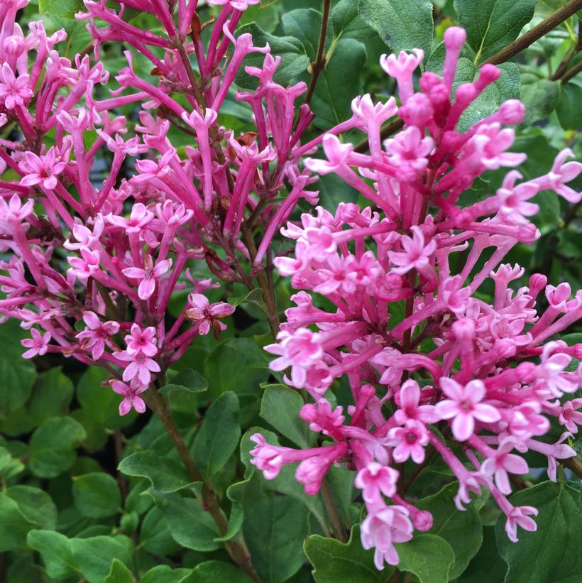 Bloomerang® Dwarf Pink Lilac