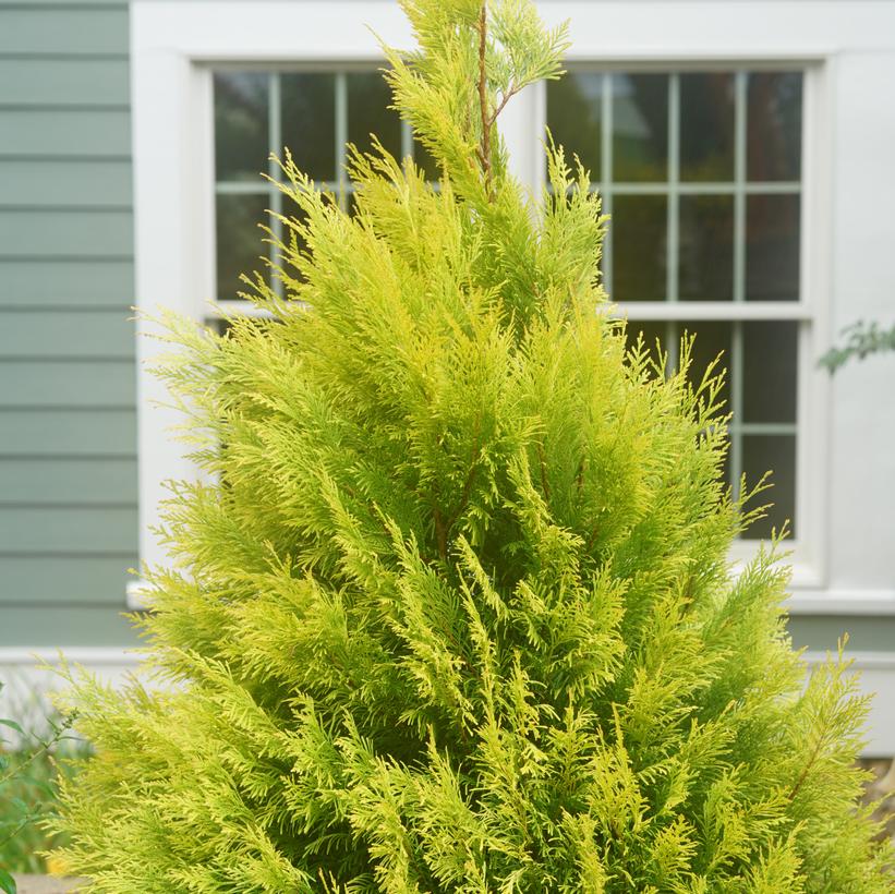 Fluffy® Western Arborvitae