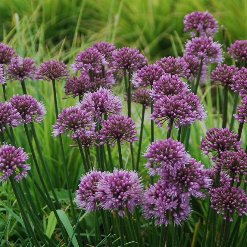 Windy City Flowering Onion