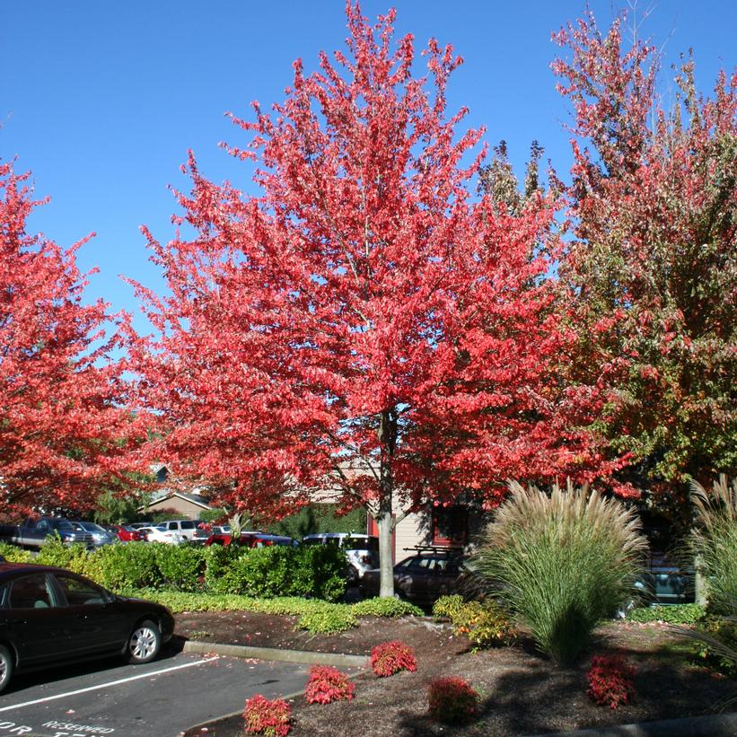 Red Sunset® Red Maple