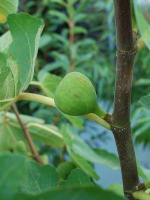 Verns Brown Turkey Fig