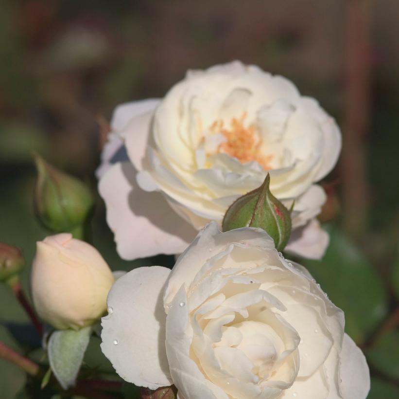 Snowdrift Rose