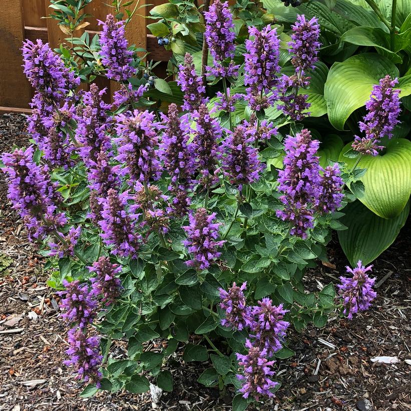 Paquito™ Blue Dwarf Hummingbird Mint