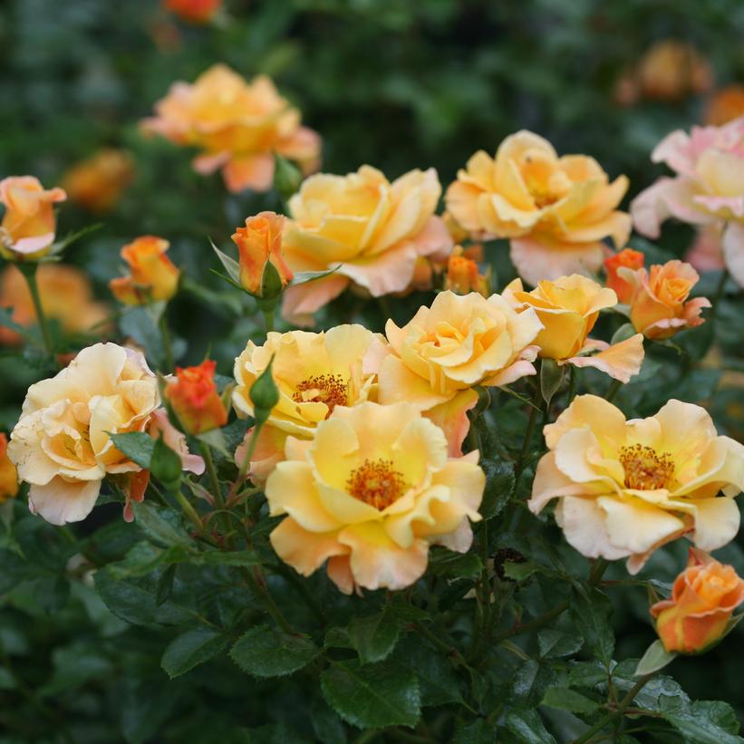 Suñorita® Landscape Rose