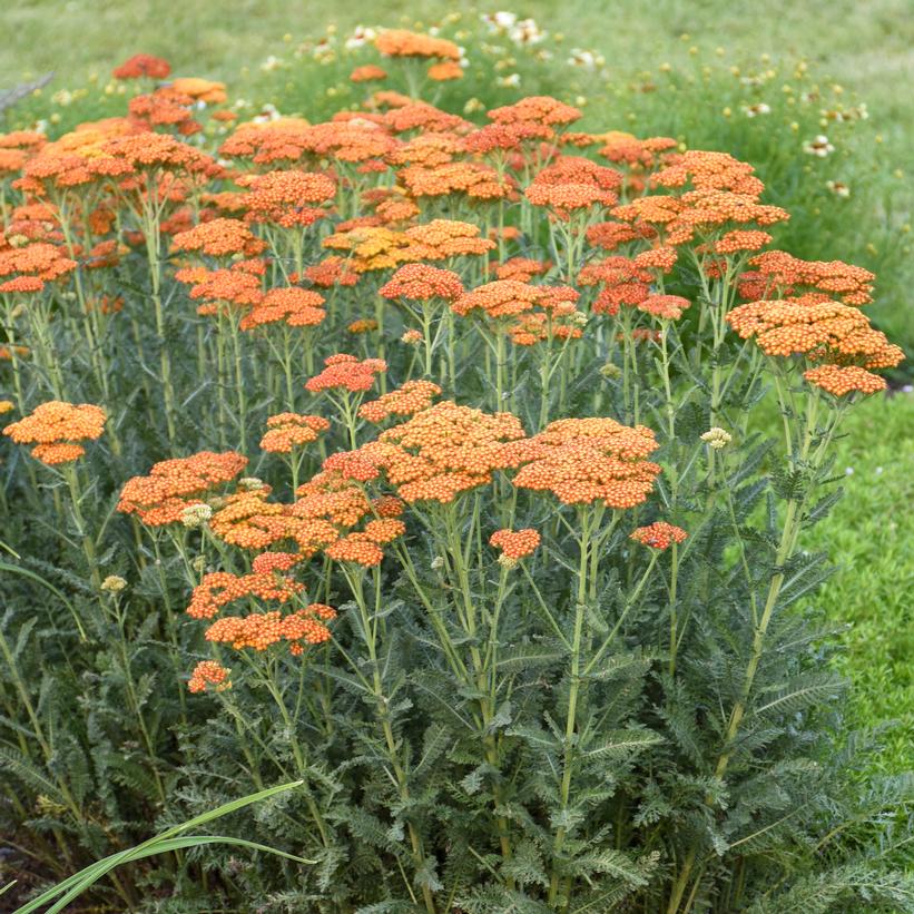 Sassy Summer Sunset Yarrow