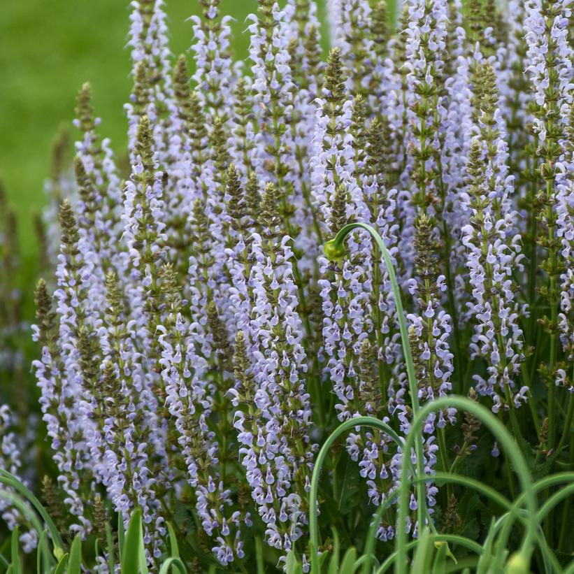 ‘Perfect Profusion’ Perennial Salvia