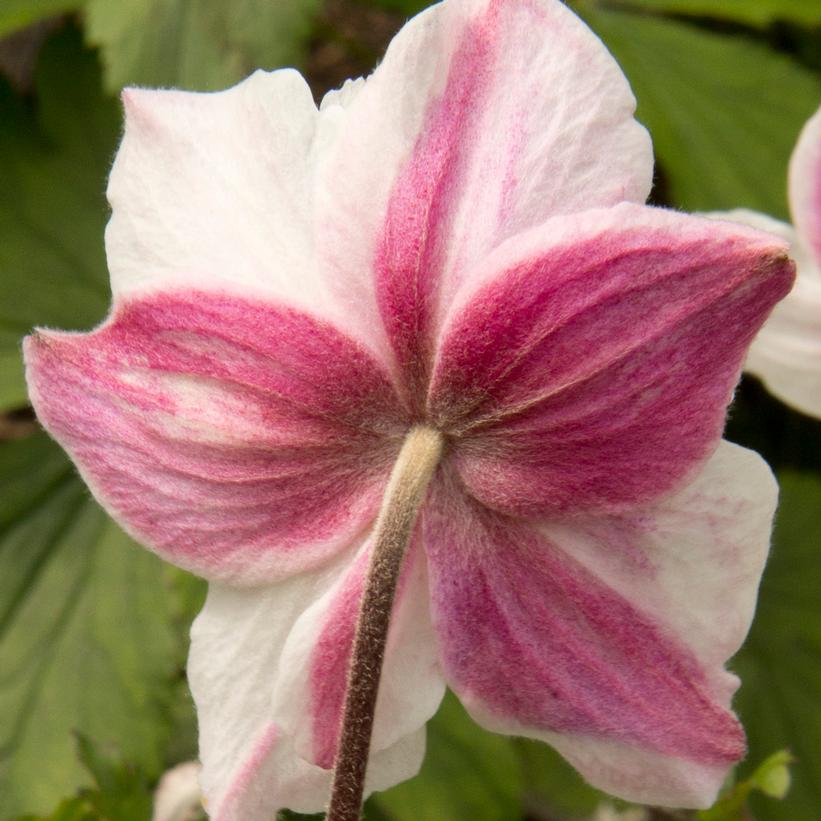 Dainty Swan Windflower