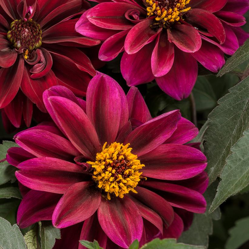 Dahlightful® Crushed Crimson Dahlia