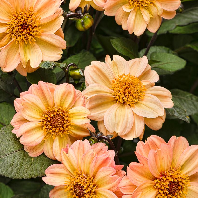 Dahlightful® Georgia Peach Dahila