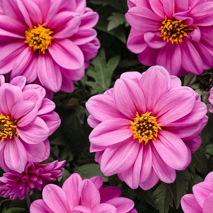 Dahlightful® Lively Lavender Dahlia