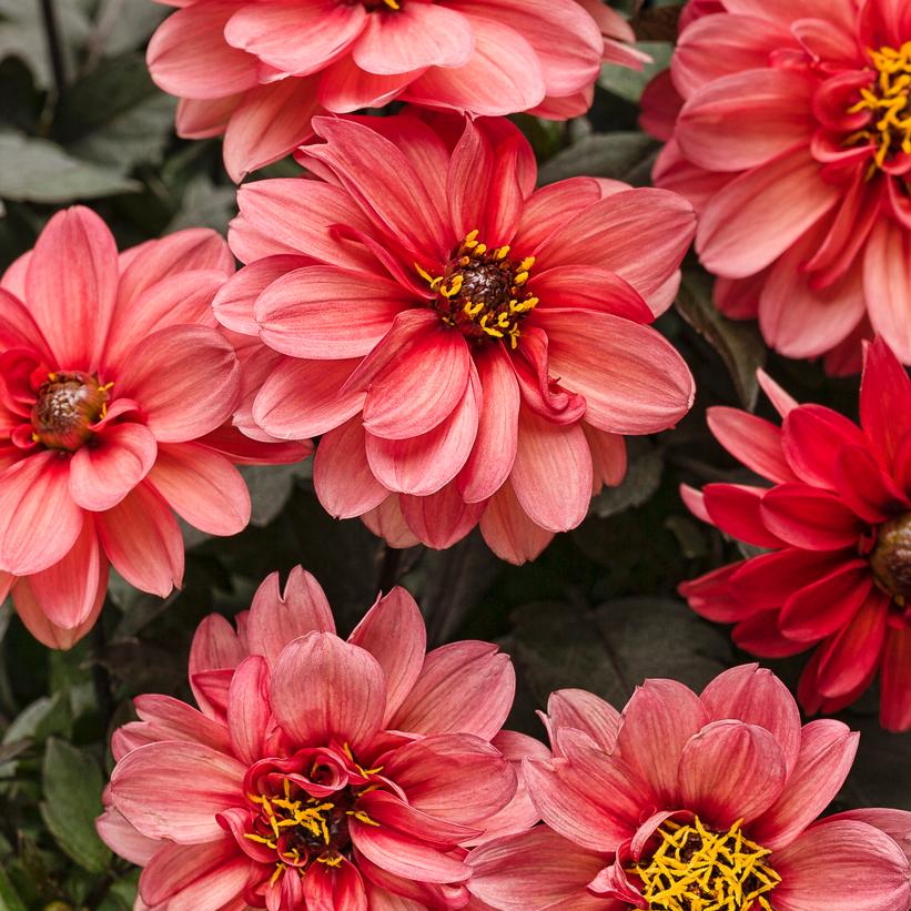 Dahlightful® Sultry Scarlet Dahlia