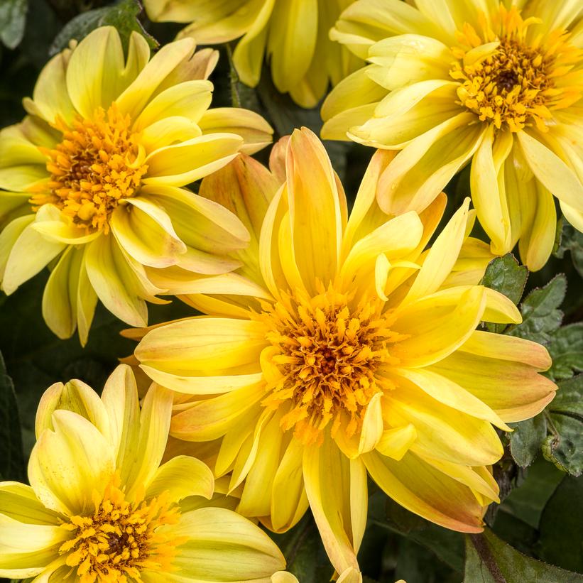 Dahlightful® Tupelo Honey Dahlia