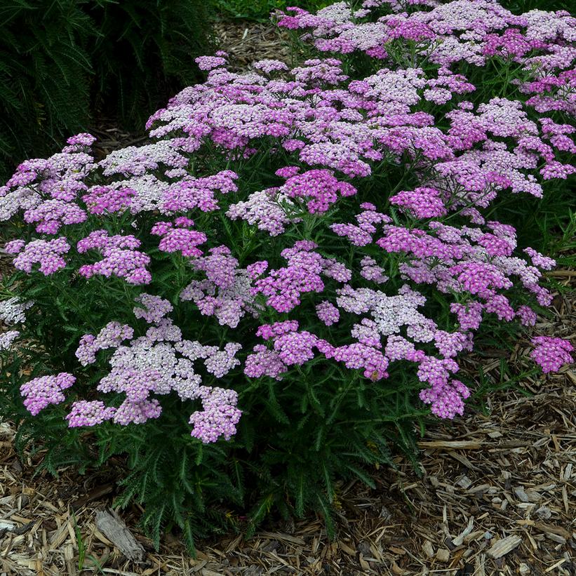 Firefly Amethyst Yarrow