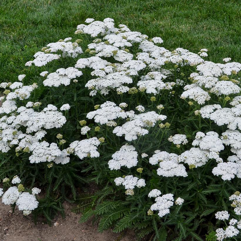 Firefly Diamond Yarrow