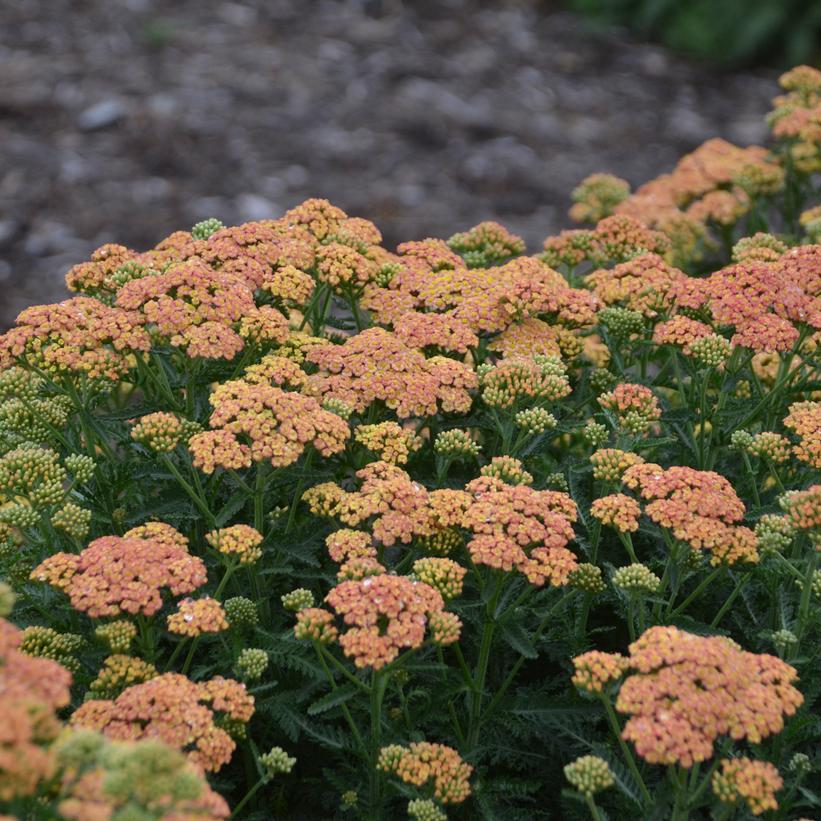 Firefly Peach Sky Yarrow