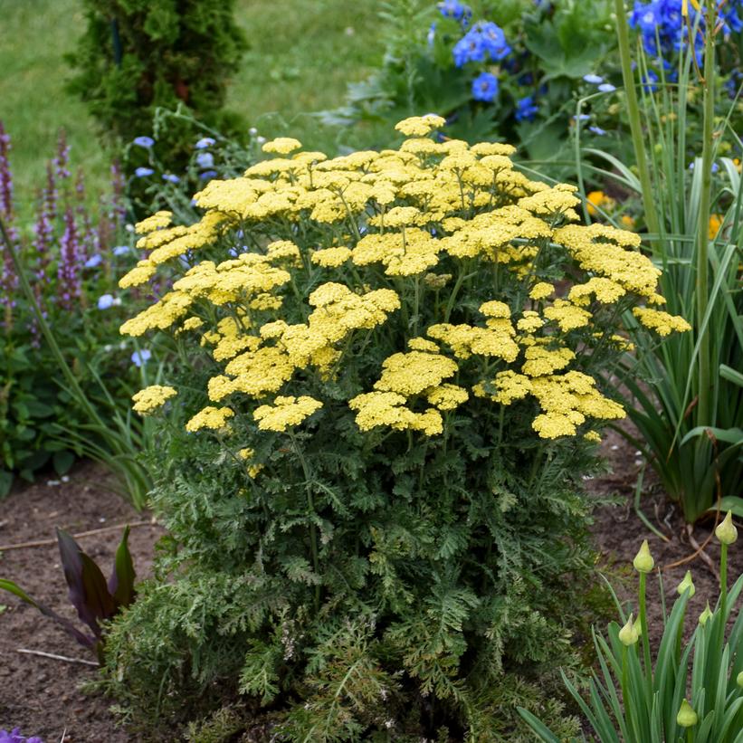 Firefly Sunshine Yarrow