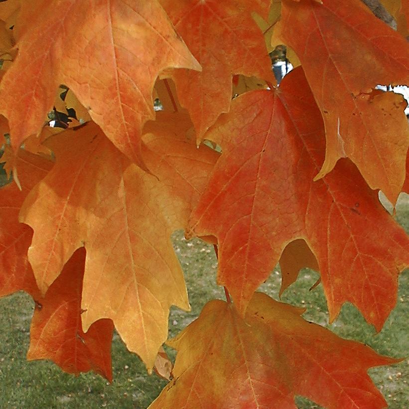 Fall Fiesta Sugar Maple