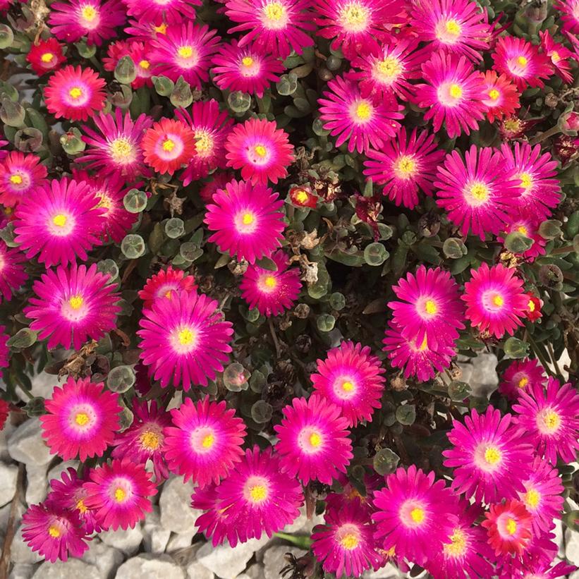 Jewel of the Desert® Amethyst Ice Plant