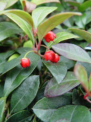 Christmas Wintergreen