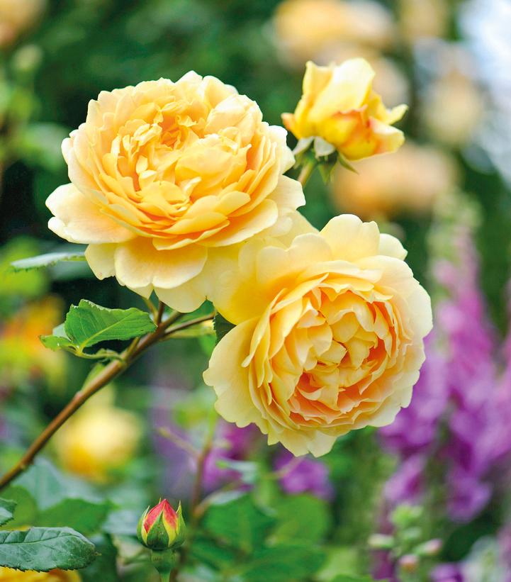 Golden Celebration English Rose