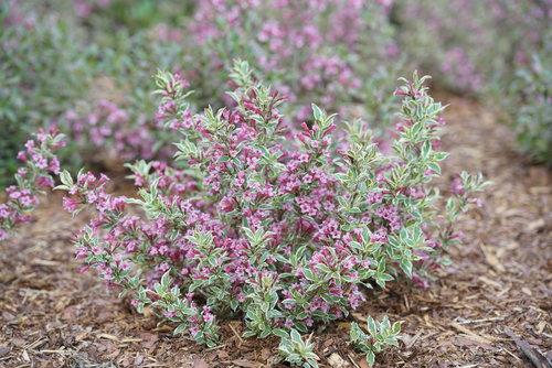 My Monet Purple Effect® Weigela