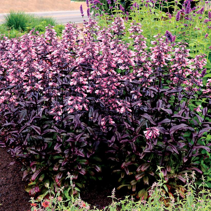 Dakota™ Burgundy Beardtongue