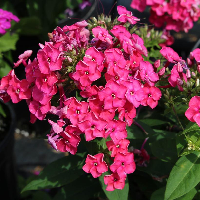 Ka-Pow® Pink Garden Phlox