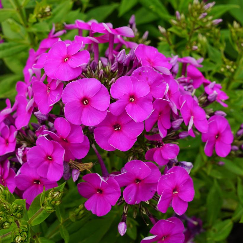 Ka-Pow® Purple Garden Phlox