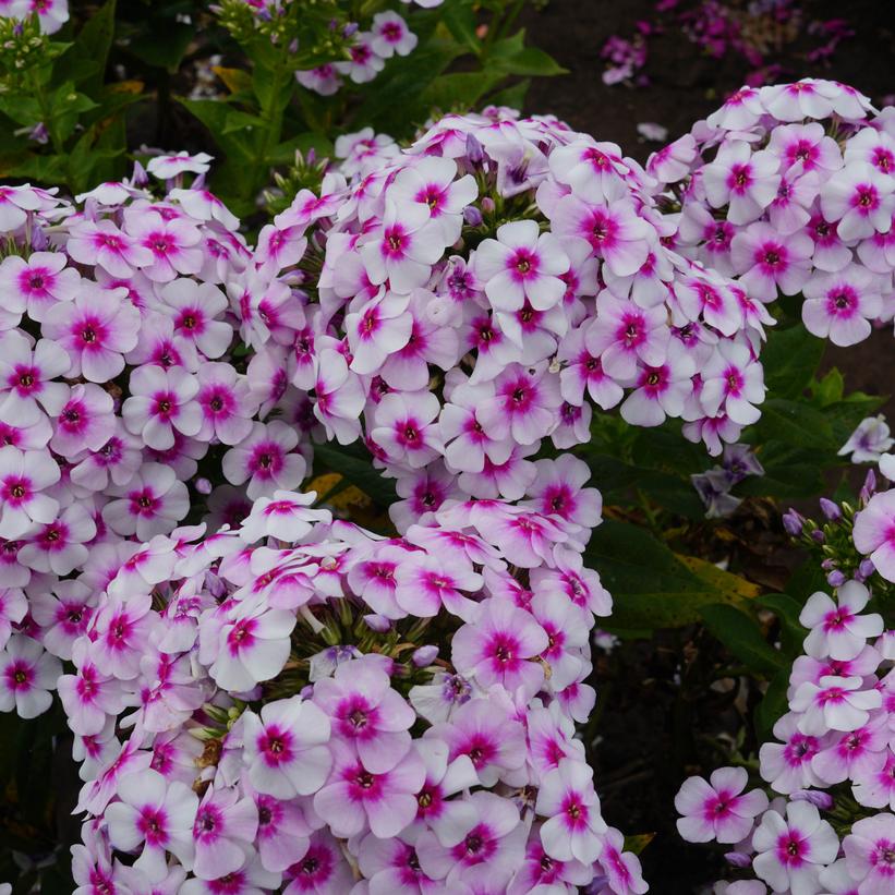 White Bicolor Garden Phlox