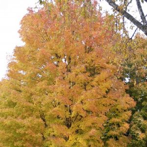 Sugar Maple