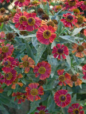 Red Jewel Helens Flower