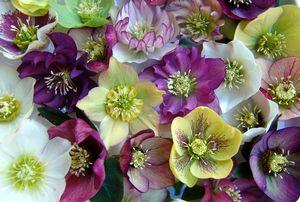 Brandywine™ Lenten Rose