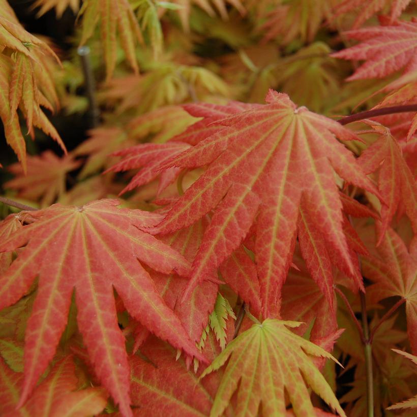 Autumn Moon Japanese Maple