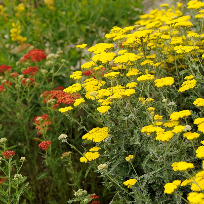 Moonshine Yarrow