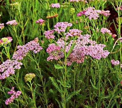 Pink Grapefruit Yarrow