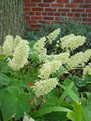 Autumn Bride Coral Bells