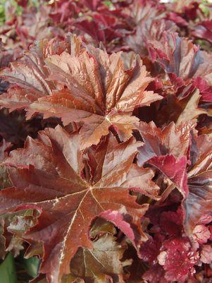 Bronze Wave Coral Bells