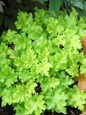 Marmalade™ Lime Coral Bells