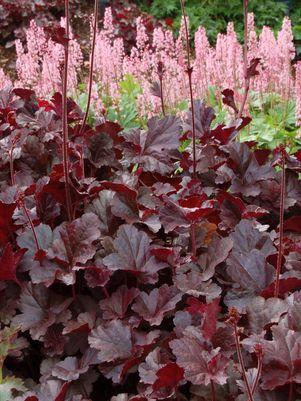 Obsidian Coralbells