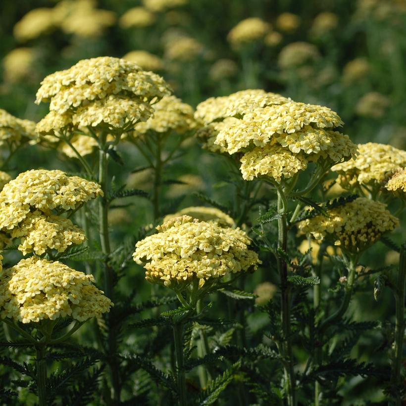 Sunny Seduction Yarrow