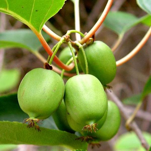 Issai Mini-Kiwi Fruit
