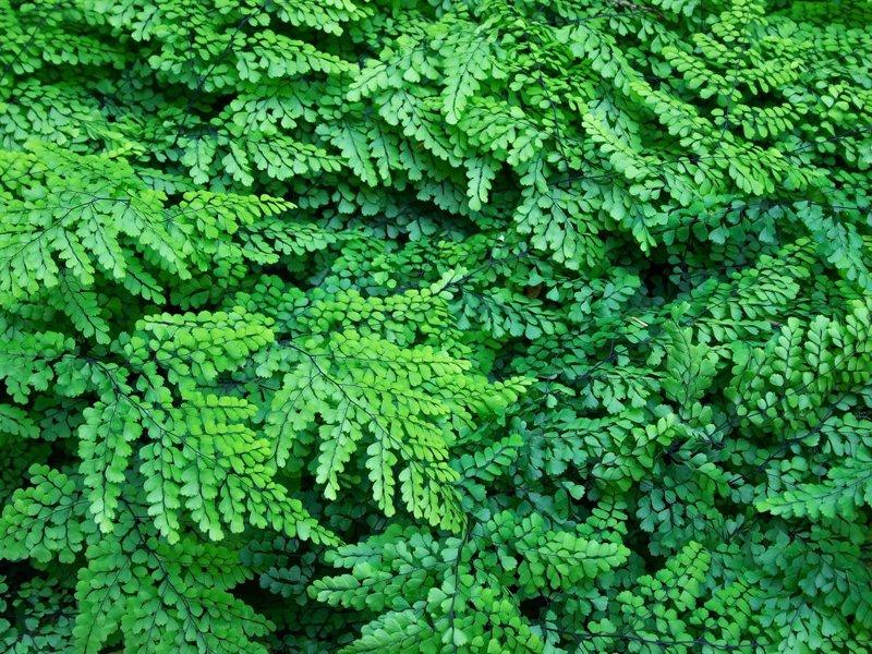 Himalayan Maidenhair Fern