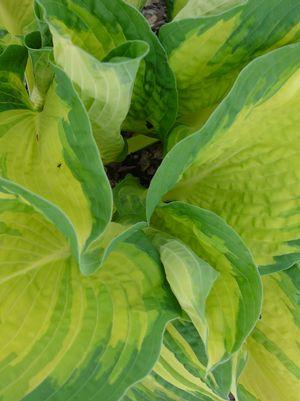 Guacamole Hosta