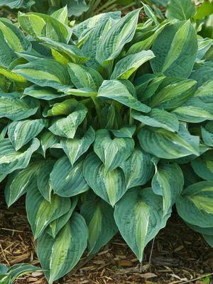 Kiwi Full Monty Hosta