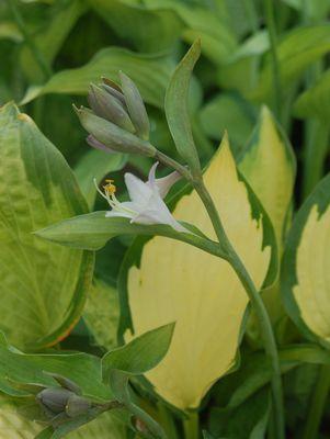 Pauls Glory Hosta