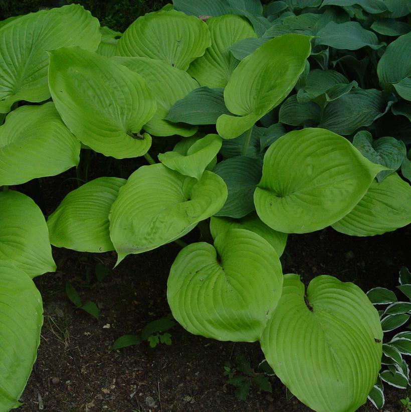 Sum and Substance Hosta